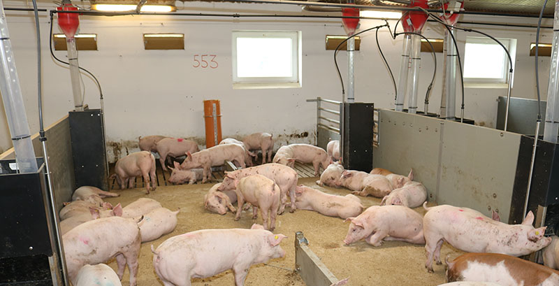 Prototype slagtegrisesti