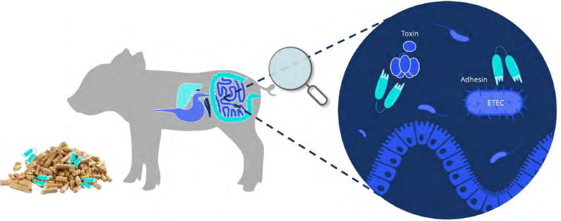 Illustration, der viser, hvordan Ablacto+ virker i grisens tarmsystem