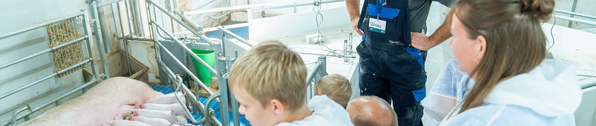 billede fra en stald