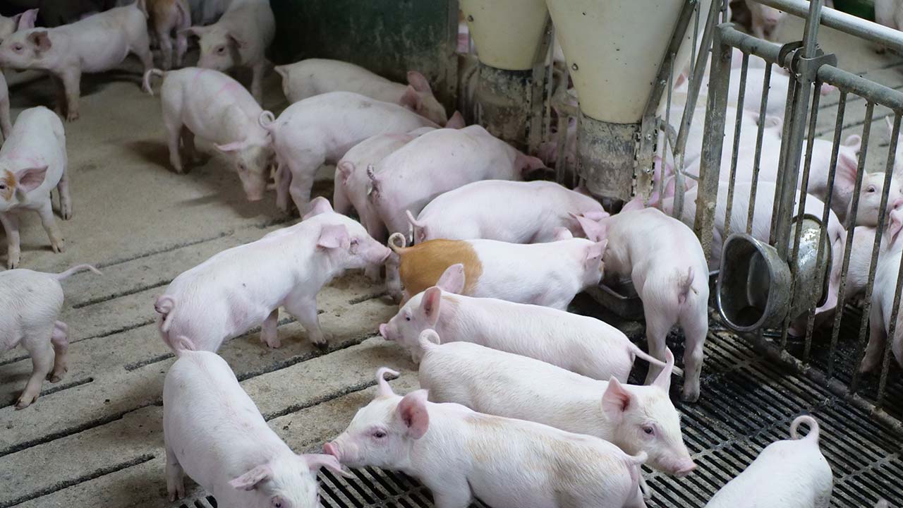 grise i en stald, projekt hele haler