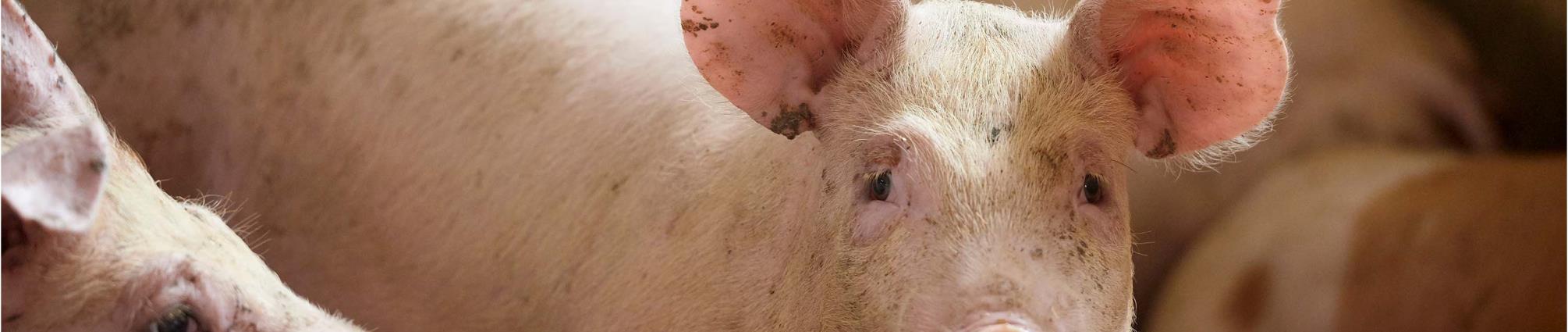 slagtegrise i en stald