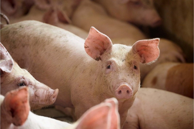 slagtegrise i en stald