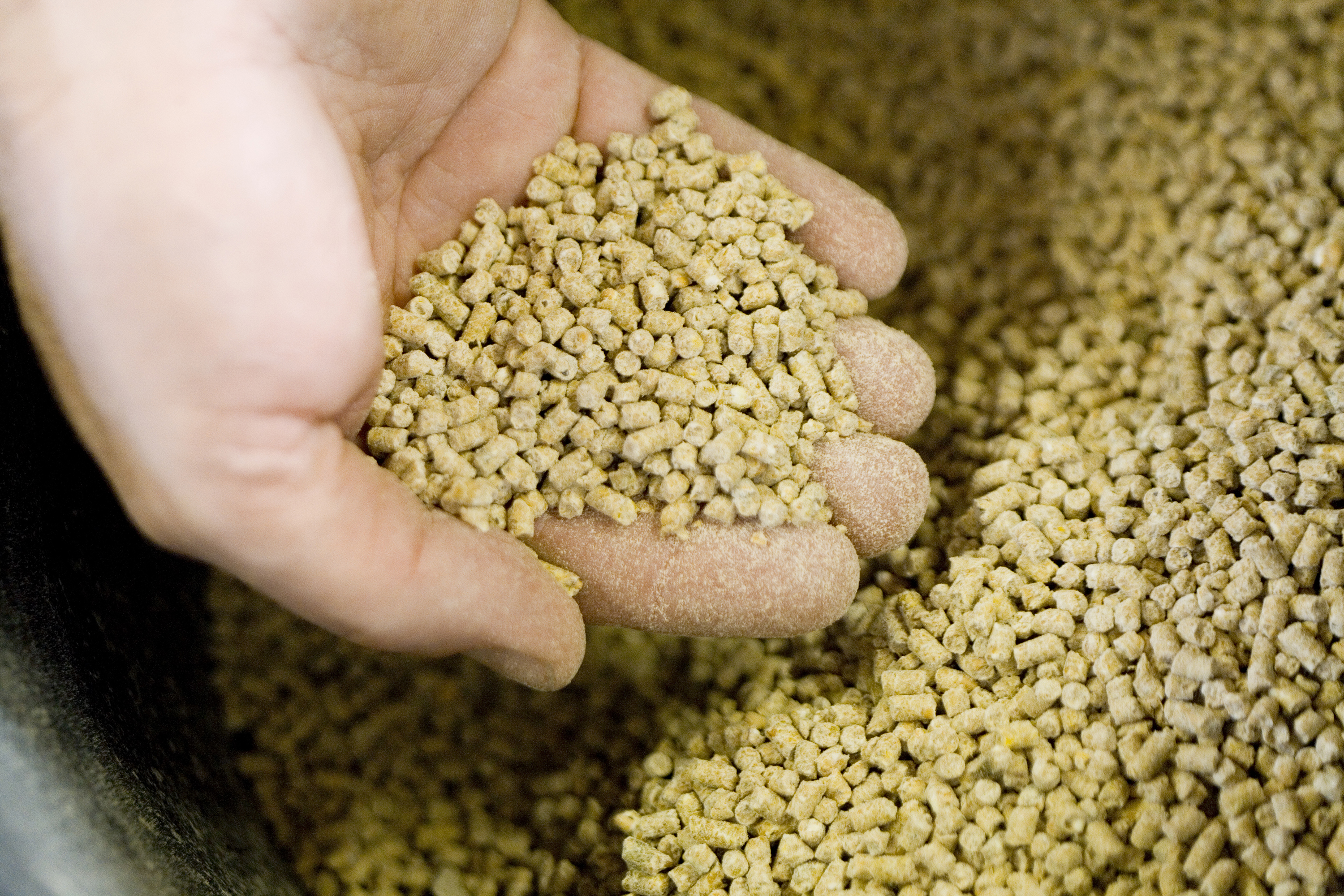 Hånd i bunke med foder