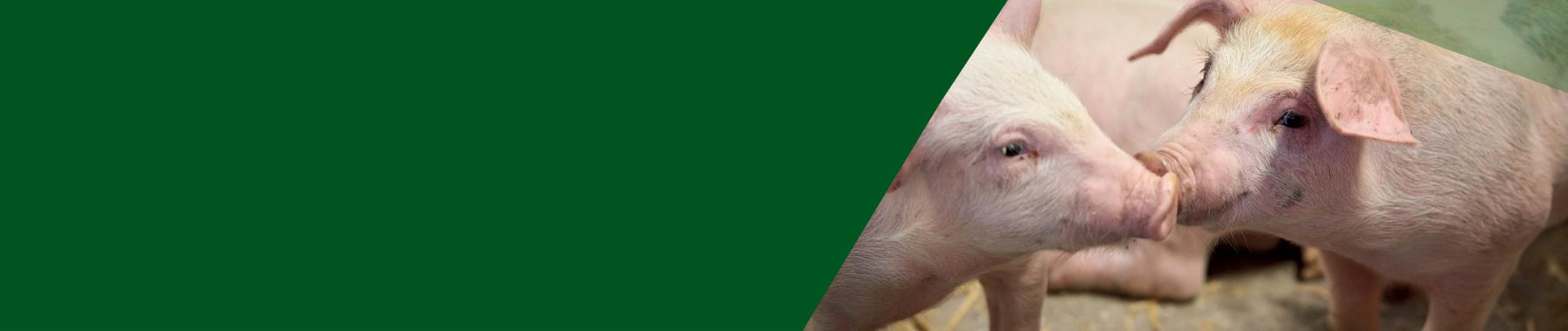 Fodringsseminar 2026