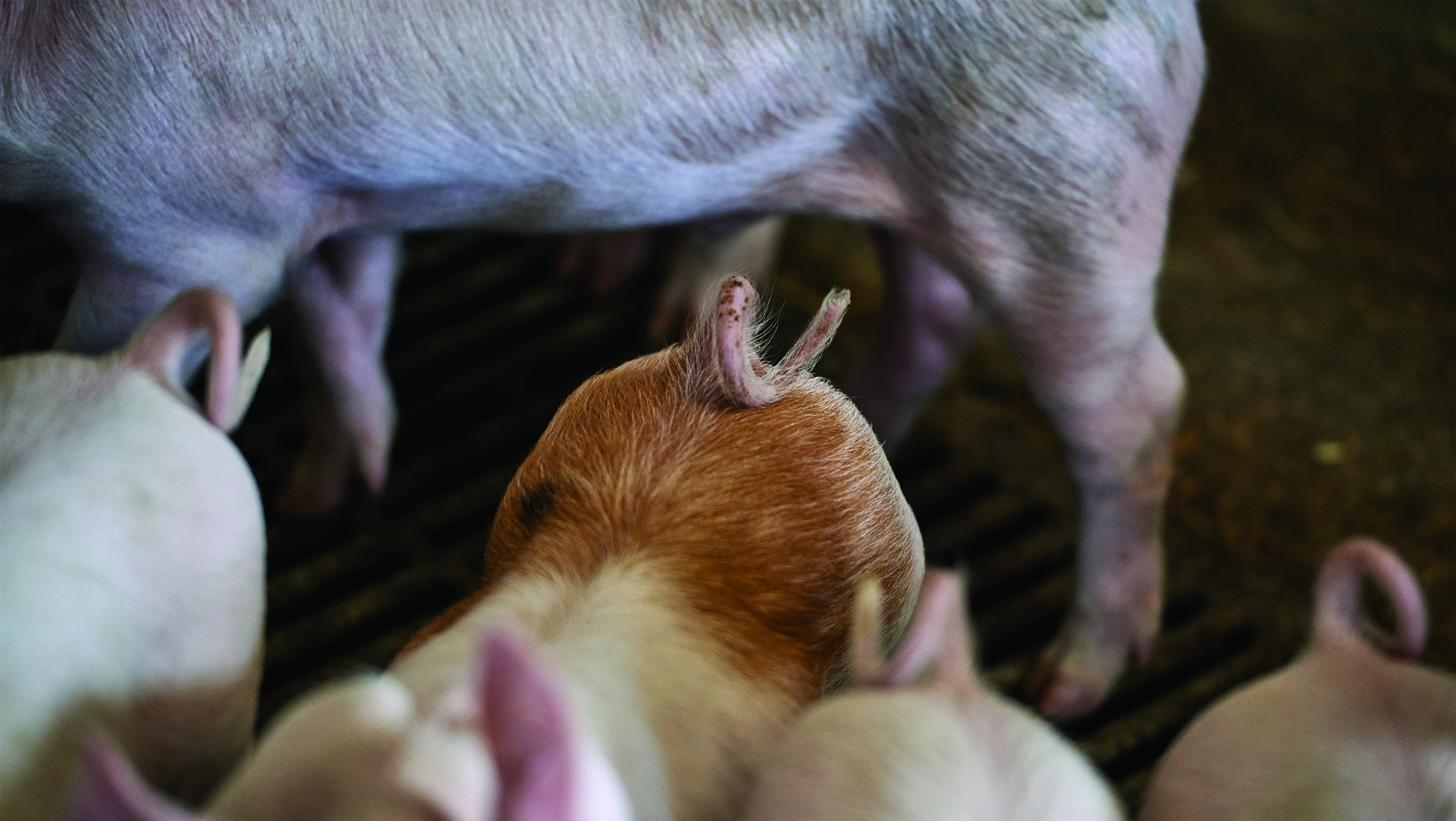 Grise med hele haler