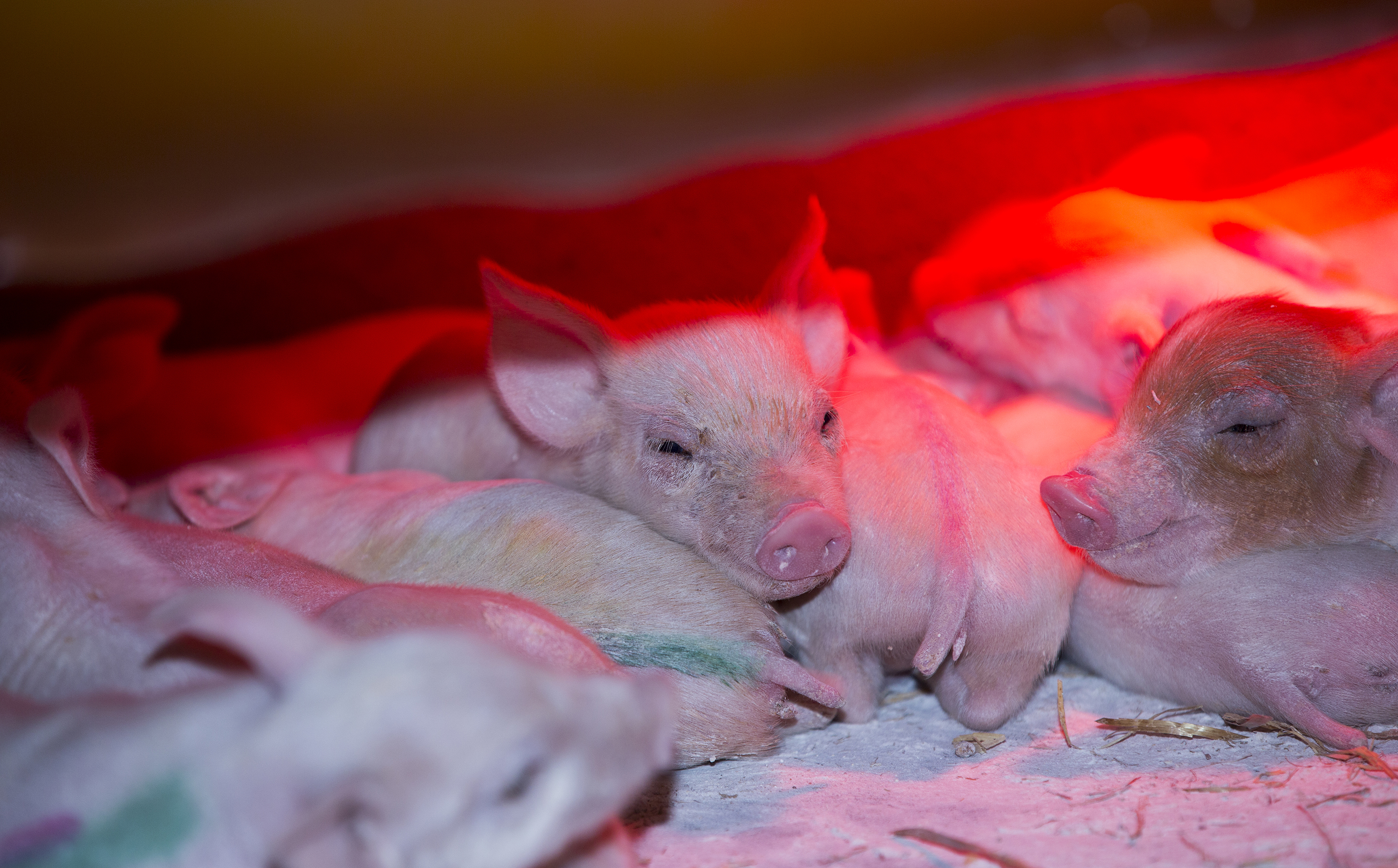 Pattegrise under vamelampe