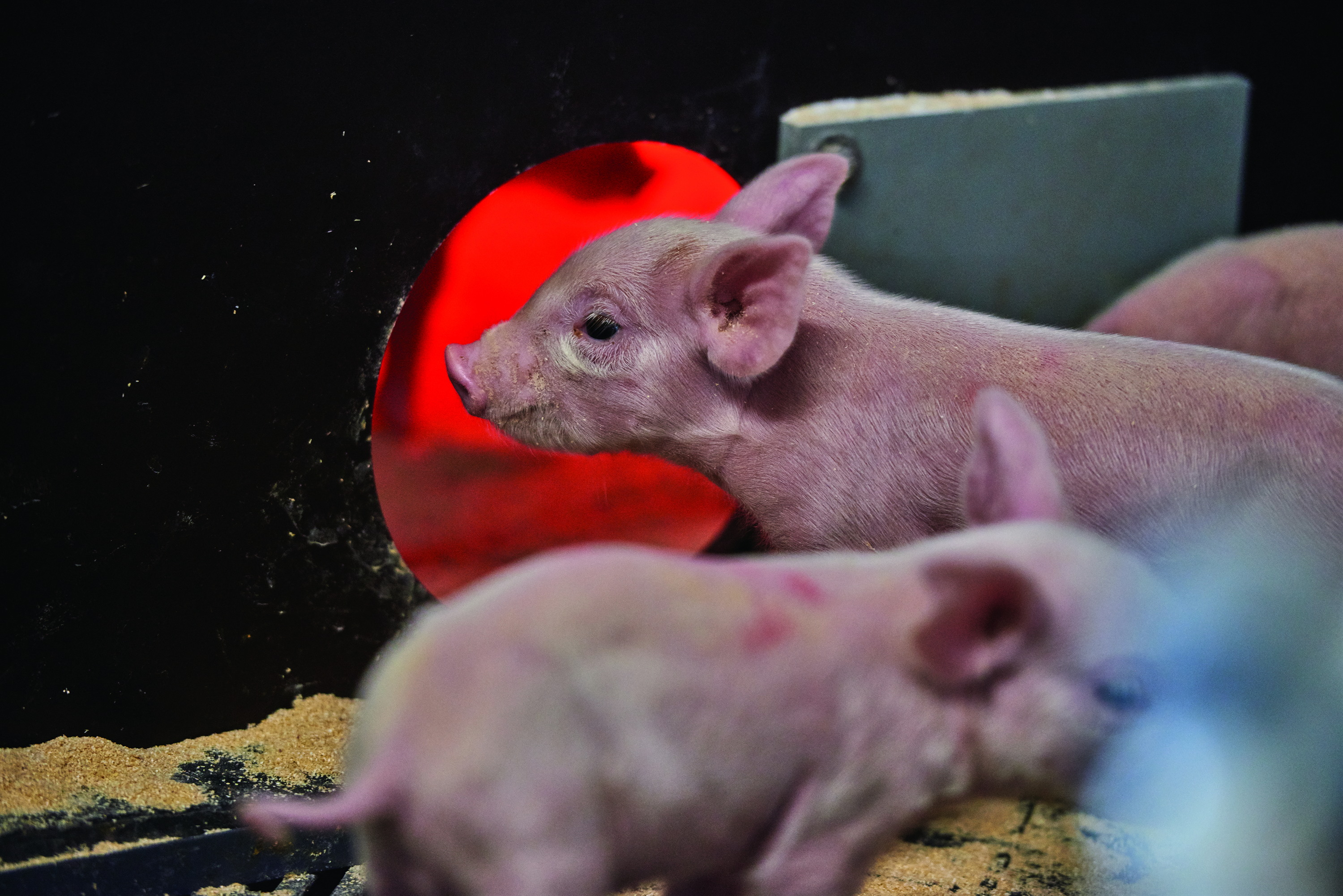 Pattegrise ved varmelampe