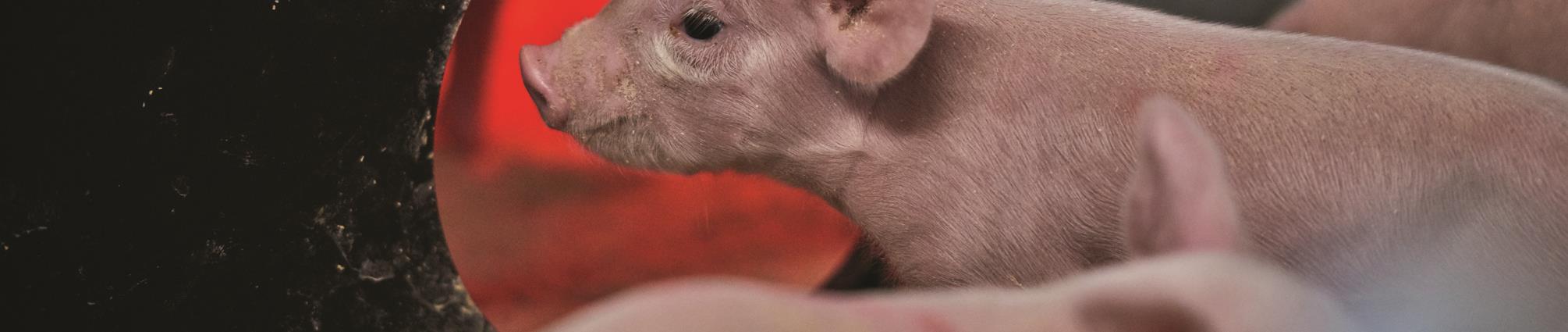 Pattegrise ved varmelampe