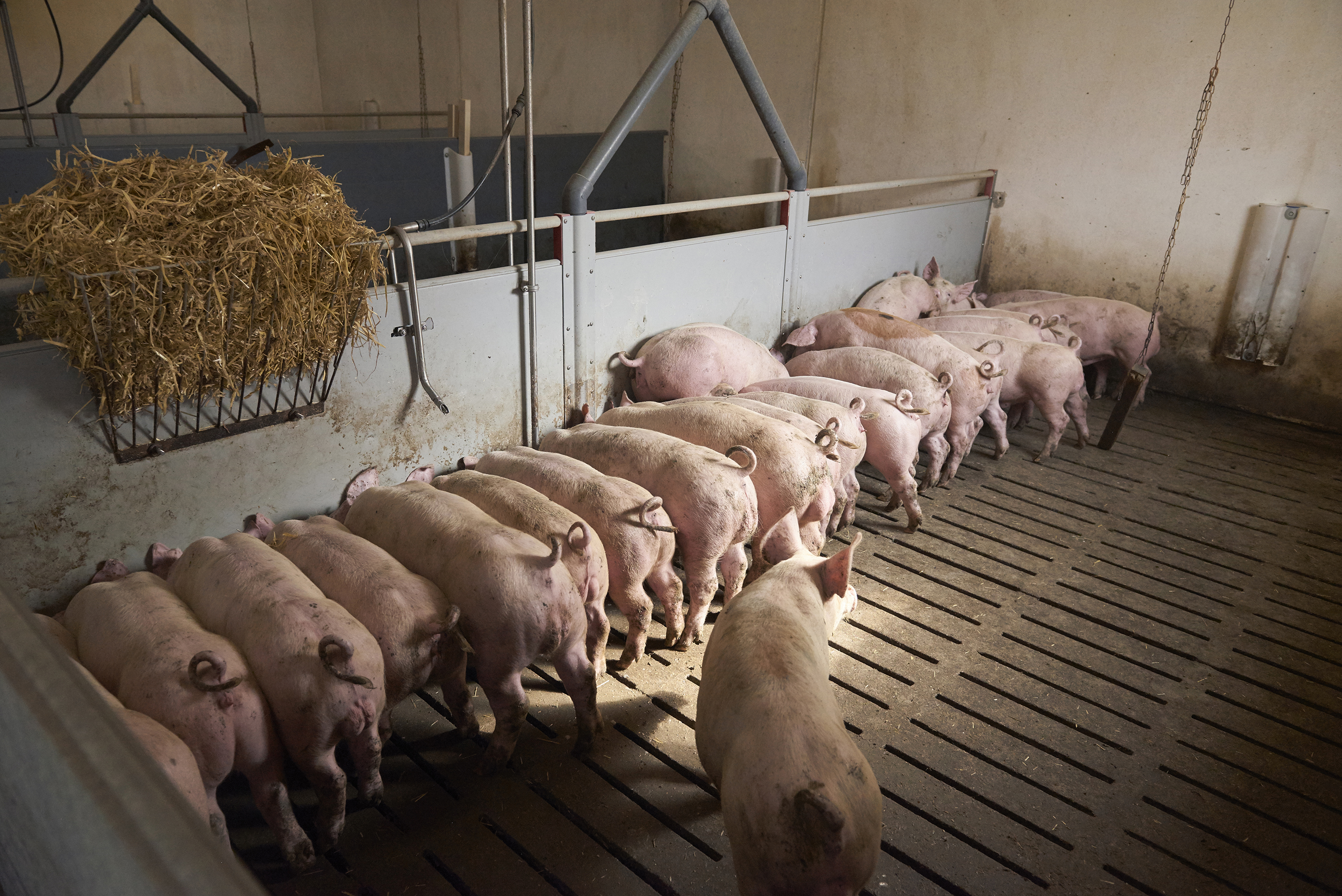 Slagtegrise med hele haler æder fra fodertrug