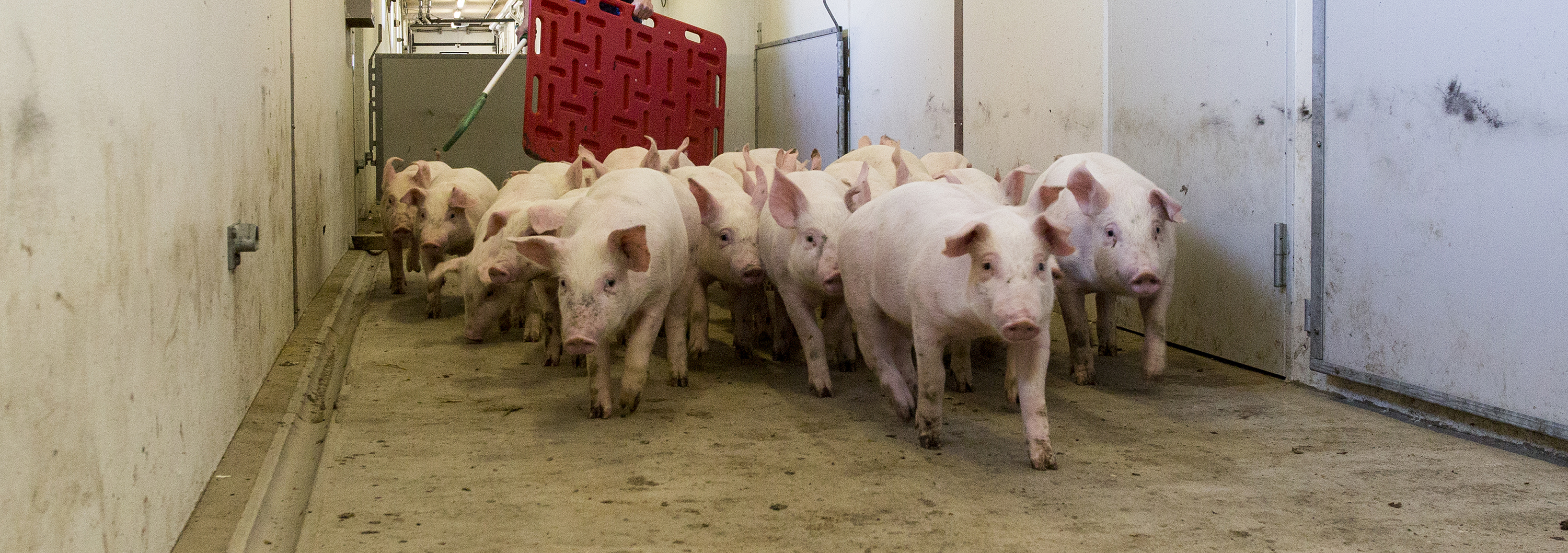 Smågrise efter fravænning