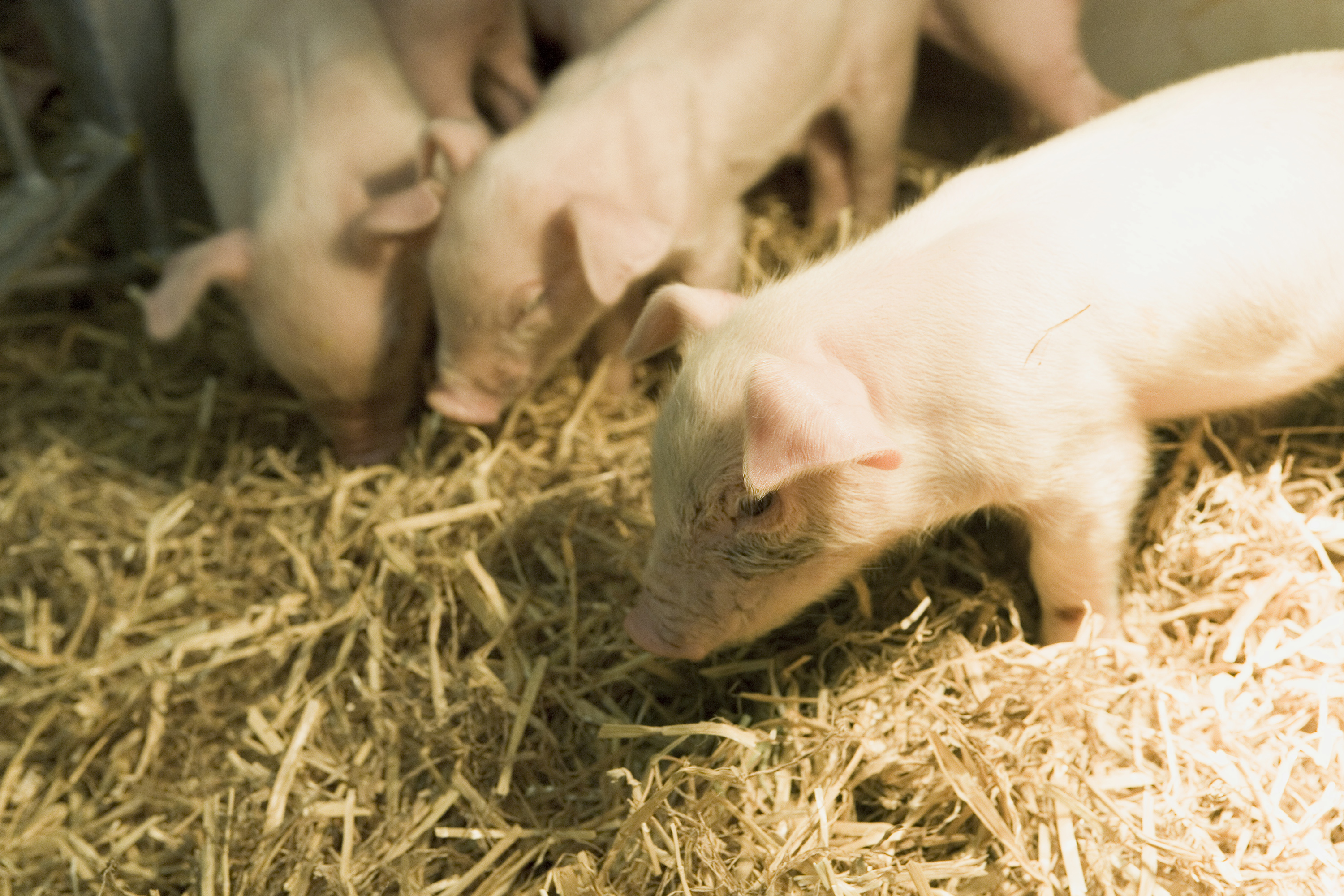 Smågrise i halm