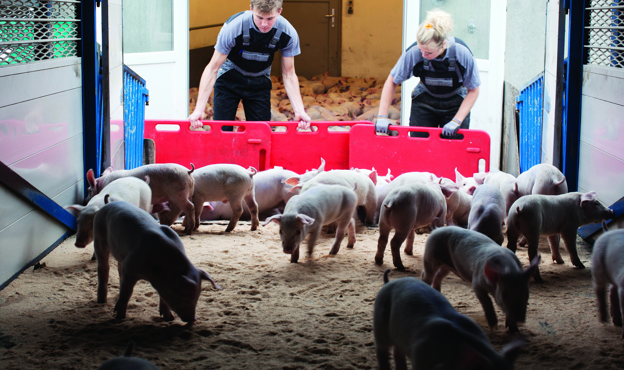 Transport af smågrise