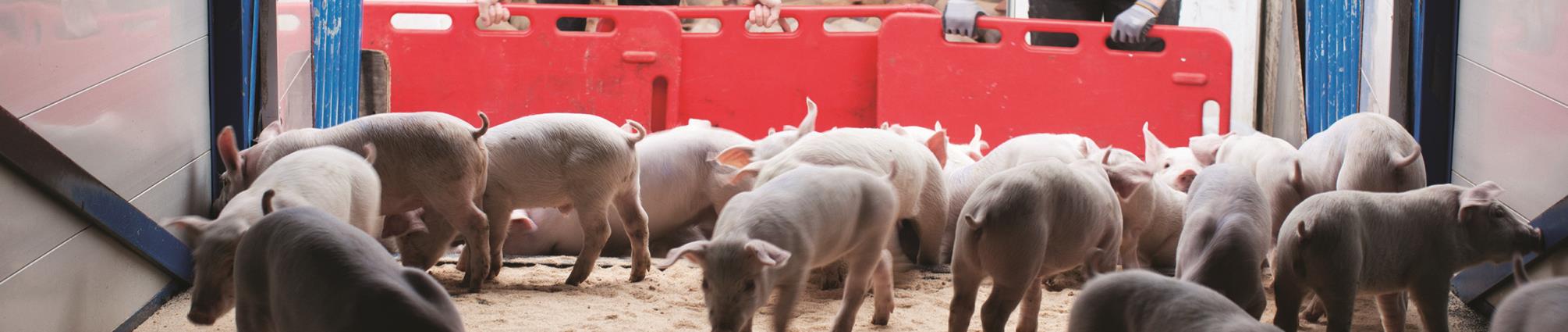 Transport af smågrise