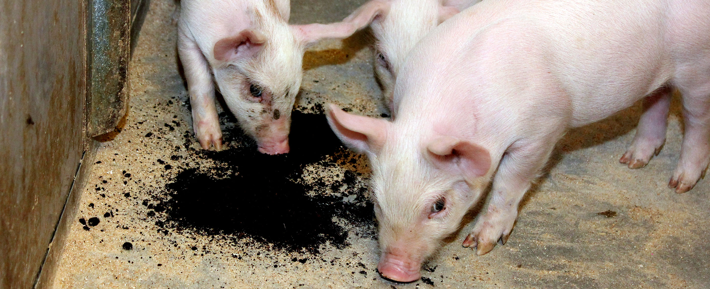 Spagnum som rodemateriale til grise