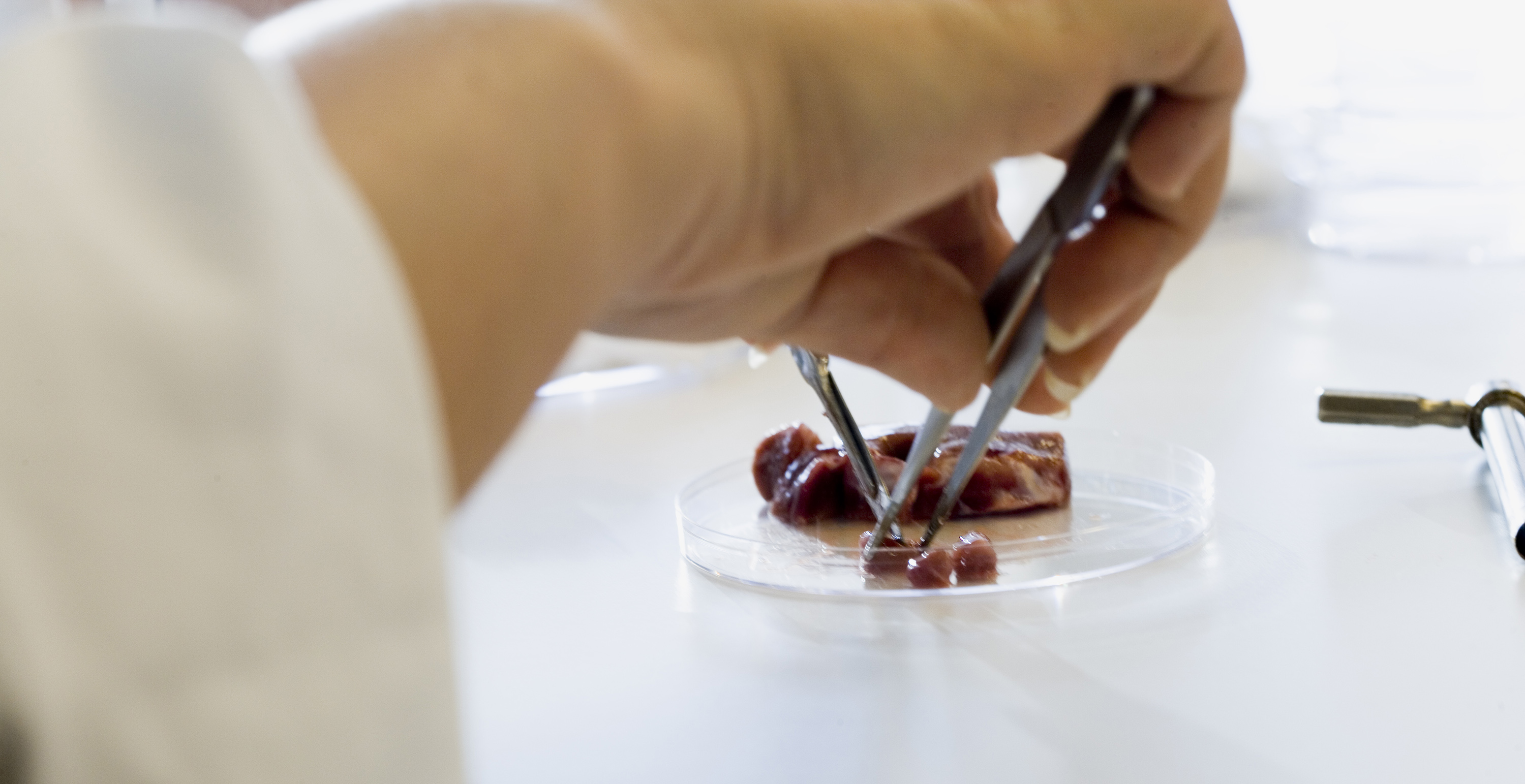 Kødsaftprøve på laboratorium