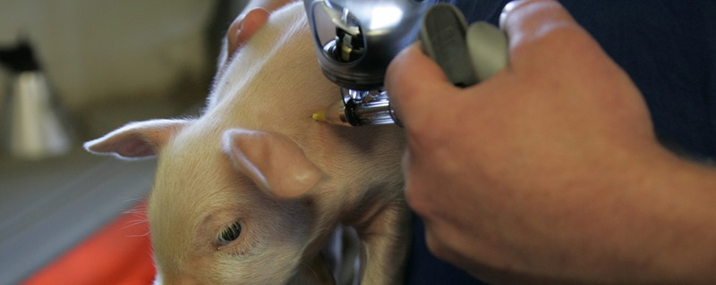 Injektion på gris