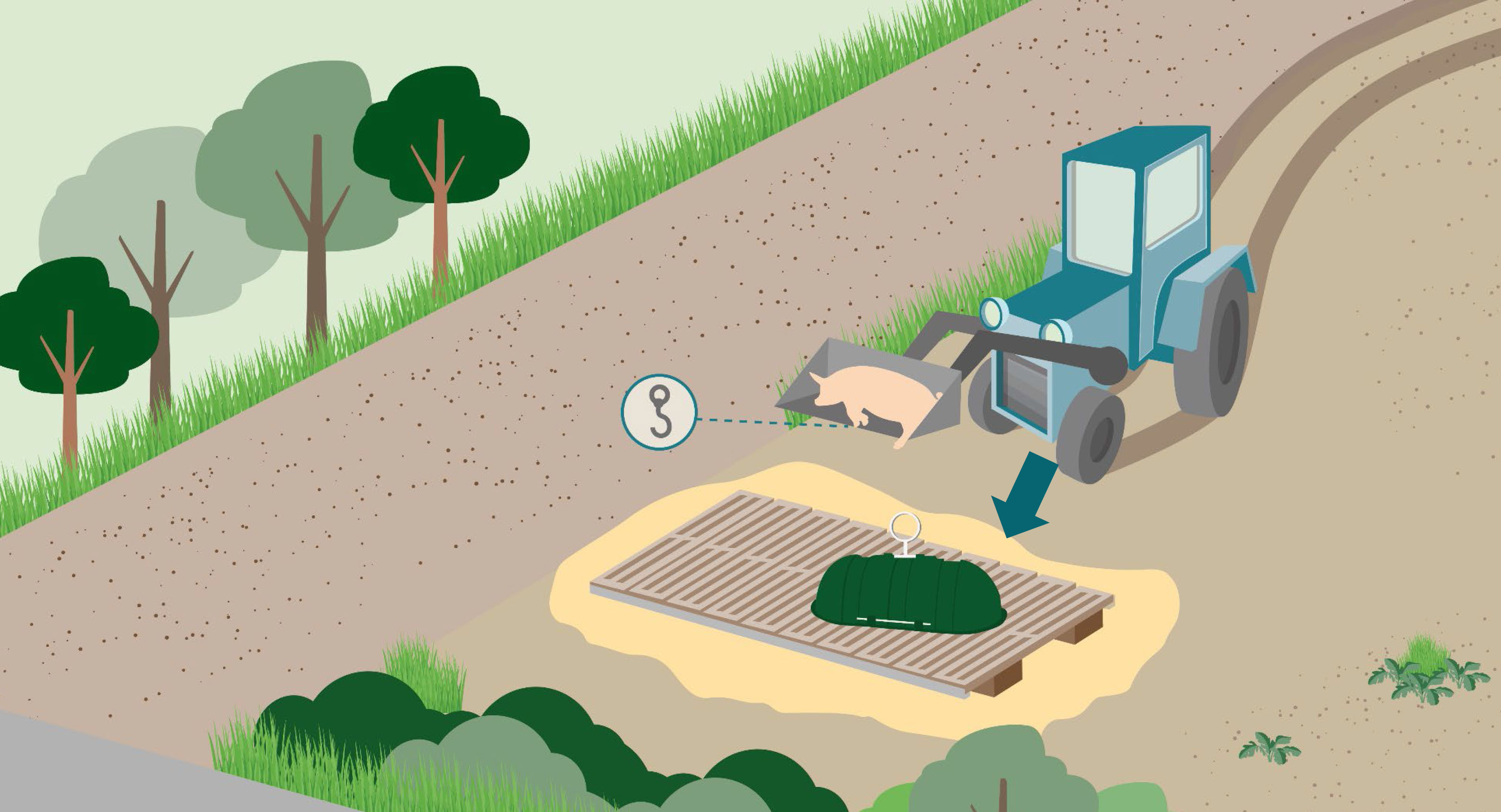Afhentningsplads for døde grise