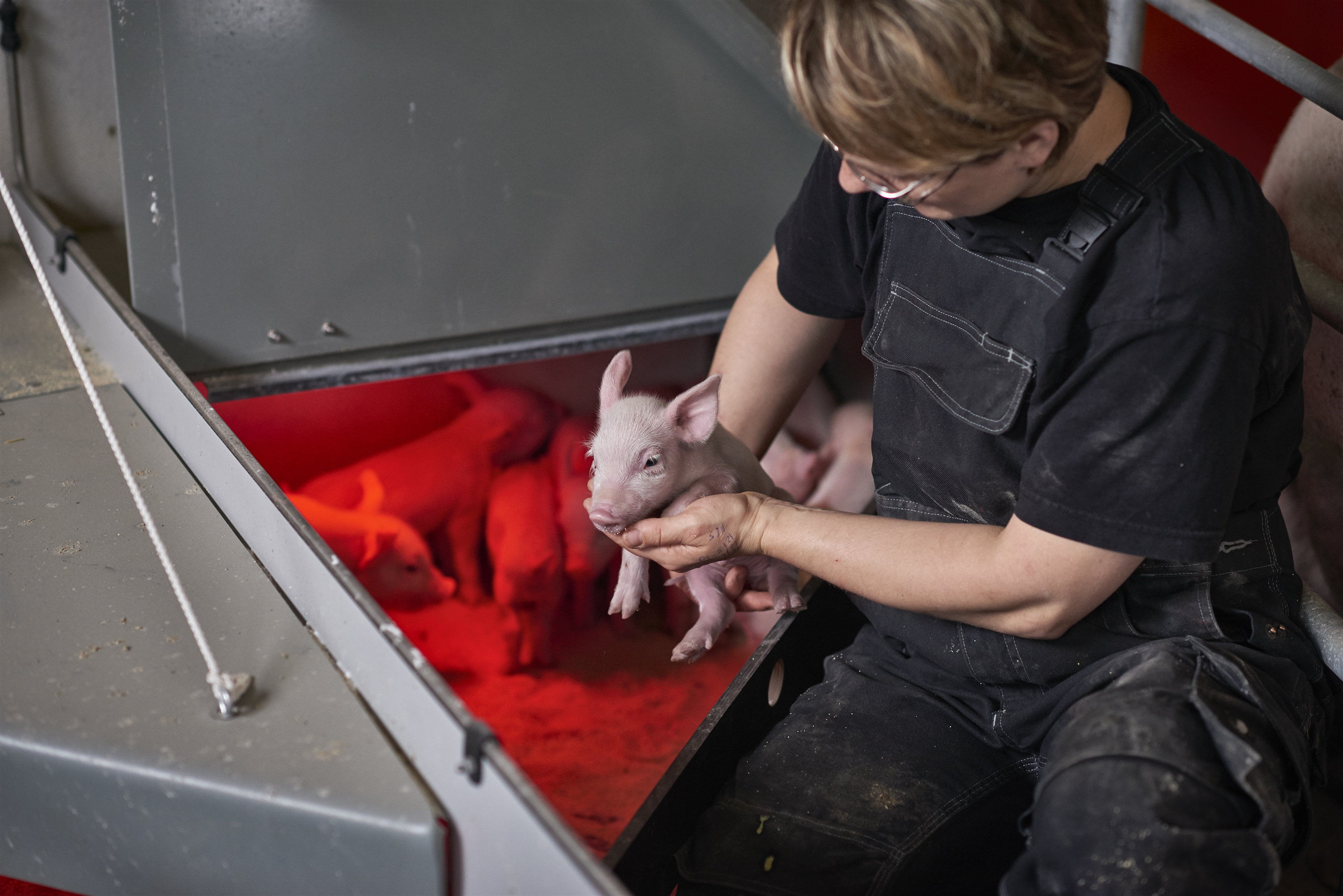 Pattegrise og medarbejder i farestald