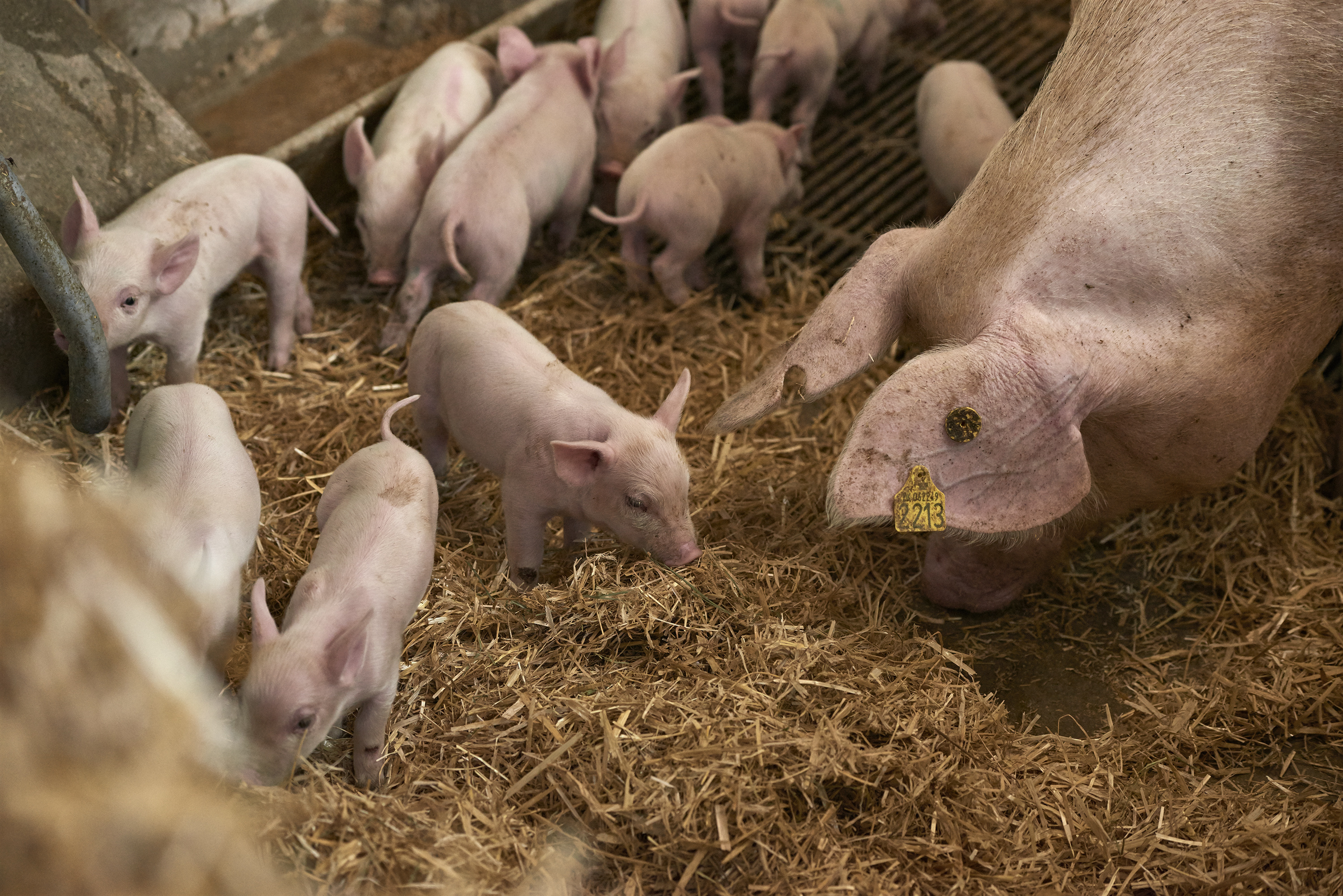 So og pattegrise i farestald