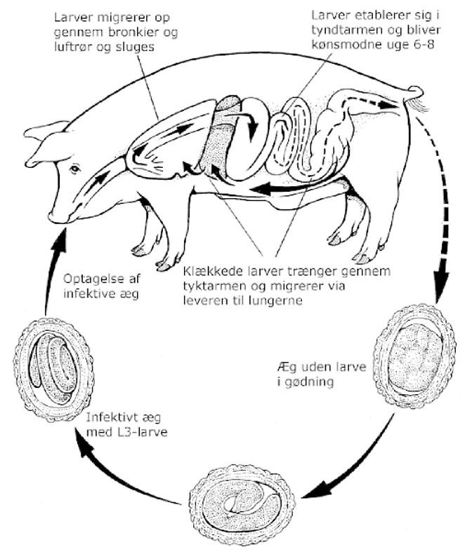 Spolormens livscyklus