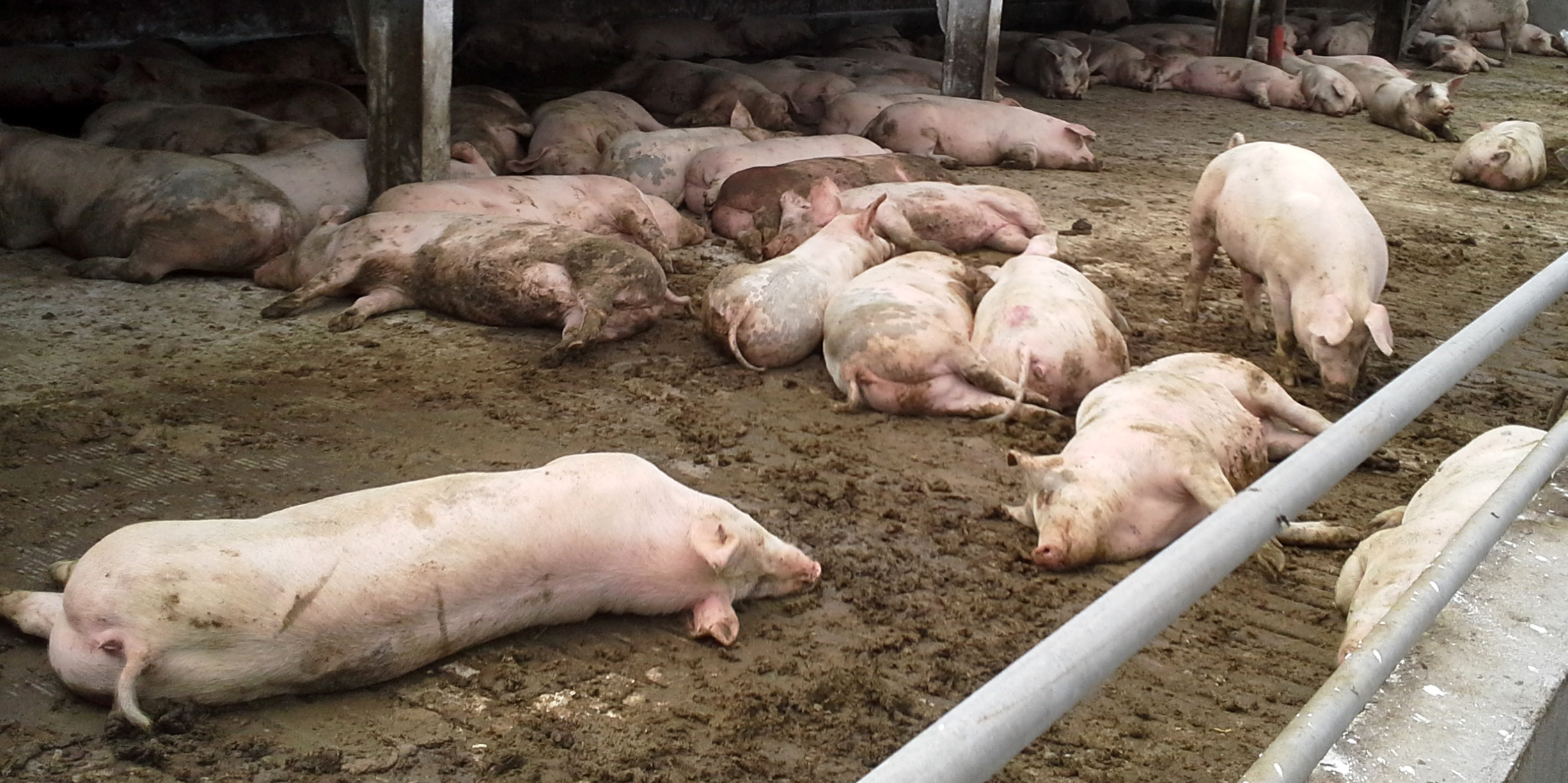 Økologiske slagtesvin