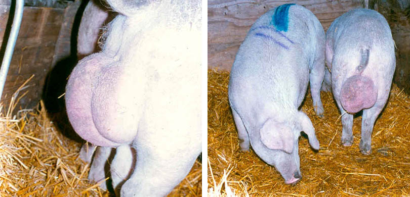 Smitsom kastning hos orner