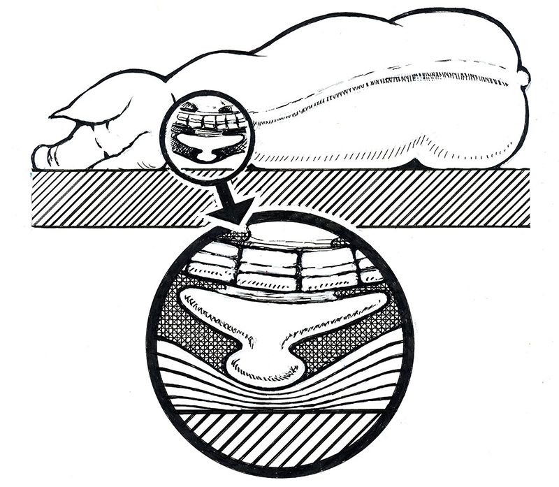 Gris med fokus på skulderbladsknude