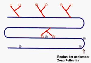 Figur 1. Skematisk gengivelse af den molekylære struktur af oviduktinet EAP