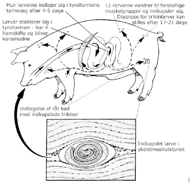 Udviklingscyklus for trikiner