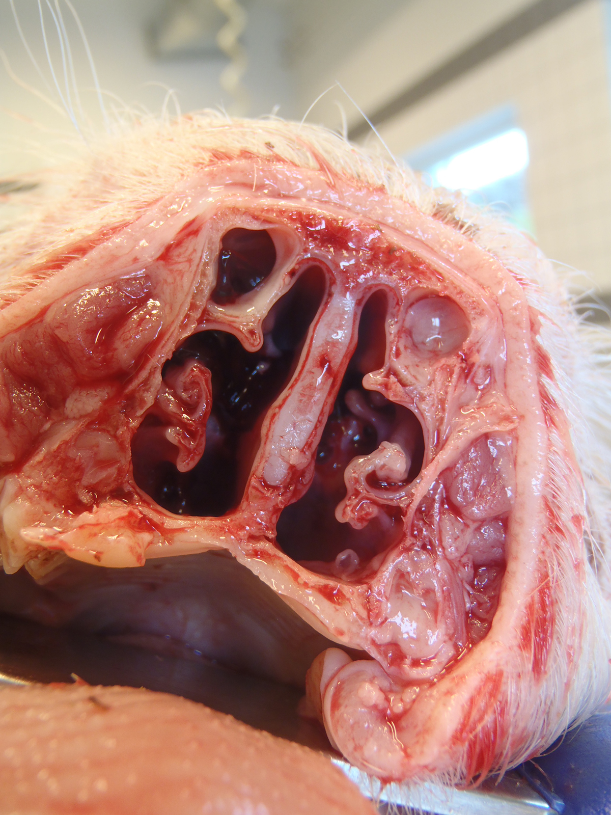 Figur 2: Foto af tværsnit af tryner med mulig PCMV-infektion. Viser ødelæggelse af knoglevæv (conchae atrofi). Foto: Laboratorium for Svinesygdomme.