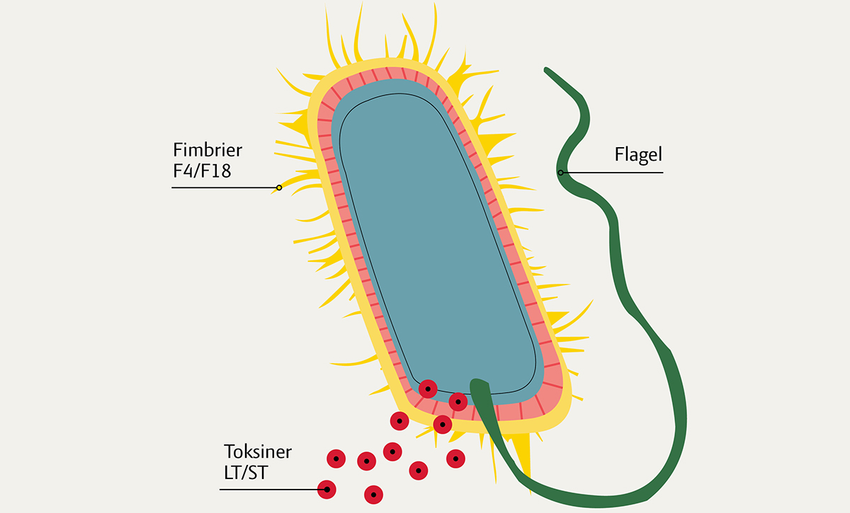 Skematisk opbygning af sygdomsfremkaldende E. coli-bakterie