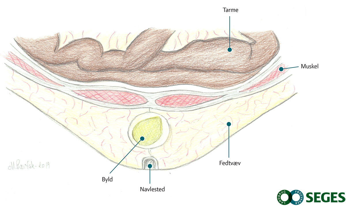 Byld ved navlestedet hos en gris.
