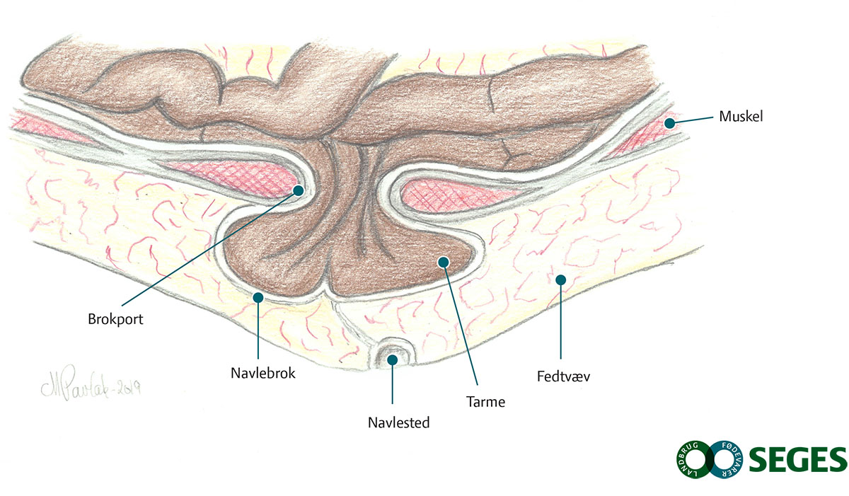 Tegning af klassisk navlebrok hos en gris.